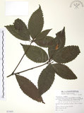 中文名:草珊瑚(S071835)學名:Sarcandra glabra (Thunb.) Nakai(S071835)中文別名:紅果金粟蘭英文名:Glabrous Herbcoral