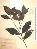 中文名:草珊瑚(S075448)學名:Sarcandra glabra (Thunb.) Nakai(S075448)中文別名:紅果金粟蘭英文名:Glabrous Herbcoral
