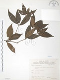 中文名:草珊瑚(S075677)學名:Sarcandra glabra (Thunb.) Nakai(S075677)中文別名:紅果金粟蘭英文名:Glabrous Herbcoral