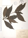 中文名:草珊瑚(S076020)學名:Sarcandra glabra (Thunb.) Nakai(S076020)中文別名:紅果金粟蘭英文名:Glabrous Herbcoral