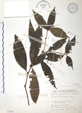 中文名:草珊瑚(S076191)學名:Sarcandra glabra (Thunb.) Nakai(S076191)中文別名:紅果金粟蘭英文名:Glabrous Herbcoral