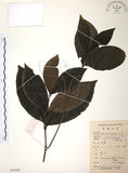 中文名:草珊瑚(S078592)學名:Sarcandra glabra (Thunb.) Nakai(S078592)中文別名:紅果金粟蘭英文名:Glabrous Herbcoral