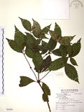 中文名:草珊瑚(S081801)學名:Sarcandra glabra (Thunb.) Nakai(S081801)中文別名:紅果金粟蘭英文名:Glabrous Herbcoral