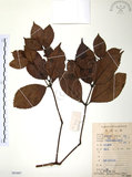 中文名:草珊瑚(S083887)學名:Sarcandra glabra (Thunb.) Nakai(S083887)中文別名:紅果金粟蘭英文名:Glabrous Herbcoral