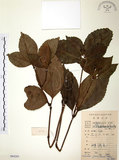 中文名:草珊瑚(S084205)學名:Sarcandra glabra (Thunb.) Nakai(S084205)中文別名:紅果金粟蘭英文名:Glabrous Herbcoral