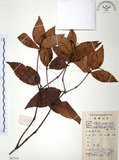 中文名:草珊瑚(S087114)學名:Sarcandra glabra (Thunb.) Nakai(S087114)中文別名:紅果金粟蘭英文名:Glabrous Herbcoral