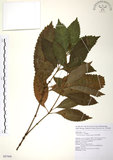 中文名:草珊瑚(S087608)學名:Sarcandra glabra (Thunb.) Nakai(S087608)中文別名:紅果金粟蘭英文名:Glabrous Herbcoral