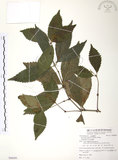 中文名:草珊瑚(S088095)學名:Sarcandra glabra (Thunb.) Nakai(S088095)中文別名:紅果金粟蘭英文名:Glabrous Herbcoral
