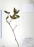 中文名:草珊瑚(S088981)學名:Sarcandra glabra (Thunb.) Nakai(S088981)中文別名:紅果金粟蘭英文名:Glabrous Herbcoral
