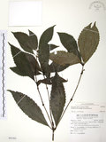 中文名:草珊瑚(S091501)學名:Sarcandra glabra (Thunb.) Nakai(S091501)中文別名:紅果金粟蘭英文名:Glabrous Herbcoral