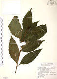 中文名:草珊瑚(S092239)學名:Sarcandra glabra (Thunb.) Nakai(S092239)中文別名:紅果金粟蘭英文名:Glabrous Herbcoral