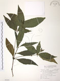 中文名:草珊瑚(S092685)學名:Sarcandra glabra (Thunb.) Nakai(S092685)中文別名:紅果金粟蘭英文名:Glabrous Herbcoral