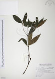 中文名:草珊瑚(S094503)學名:Sarcandra glabra (Thunb.) Nakai(S094503)中文別名:紅果金粟蘭英文名:Glabrous Herbcoral