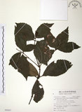 中文名:草珊瑚(S095057)學名:Sarcandra glabra (Thunb.) Nakai(S095057)中文別名:紅果金粟蘭英文名:Glabrous Herbcoral