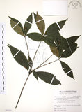 中文名:草珊瑚(S097353)學名:Sarcandra glabra (Thunb.) Nakai(S097353)中文別名:紅果金粟蘭英文名:Glabrous Herbcoral