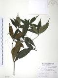 中文名:草珊瑚(S097387)學名:Sarcandra glabra (Thunb.) Nakai(S097387)中文別名:紅果金粟蘭英文名:Glabrous Herbcoral