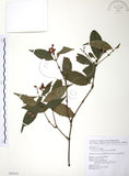 中文名:草珊瑚(S099143)學名:Sarcandra glabra (Thunb.) Nakai(S099143)中文別名:紅果金粟蘭英文名:Glabrous Herbcoral