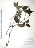 中文名:草珊瑚(S108416)學名:Sarcandra glabra (Thunb.) Nakai(S108416)中文別名:紅果金粟蘭英文名:Glabrous Herbcoral