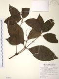 中文名:草珊瑚(S108417)學名:Sarcandra glabra (Thunb.) Nakai(S108417)中文別名:紅果金粟蘭英文名:Glabrous Herbcoral