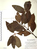 中文名:草珊瑚(S108418)學名:Sarcandra glabra (Thunb.) Nakai(S108418)中文別名:紅果金粟蘭英文名:Glabrous Herbcoral