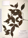 中文名:草珊瑚(S108427)學名:Sarcandra glabra (Thunb.) Nakai(S108427)中文別名:紅果金粟蘭英文名:Glabrous Herbcoral
