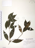 中文名:草珊瑚(S108428)學名:Sarcandra glabra (Thunb.) Nakai(S108428)中文別名:紅果金粟蘭英文名:Glabrous Herbcoral