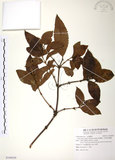 中文名:草珊瑚(S108429)學名:Sarcandra glabra (Thunb.) Nakai(S108429)中文別名:紅果金粟蘭英文名:Glabrous Herbcoral