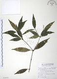 中文名:草珊瑚(S110734)學名:Sarcandra glabra (Thunb.) Nakai(S110734)中文別名:紅果金粟蘭英文名:Glabrous Herbcoral