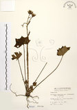 中文名:臺灣山菊(S000107)學名:Farfugium japonicum (L.) Kitam. var. formosanum (Hayata) Kitamura(S000107)