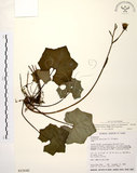 中文名:臺灣山菊(S015642)學名:Farfugium japonicum (L.) Kitam. var. formosanum (Hayata) Kitamura(S015642)