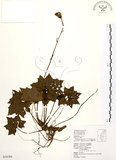 中文名:臺灣山菊(S034384)學名:Farfugium japonicum (L.) Kitam. var. formosanum (Hayata) Kitamura(S034384)