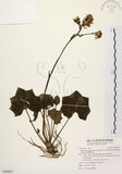 中文名:臺灣山菊(S094607)學名:Farfugium japonicum (L.) Kitam. var. formosanum (Hayata) Kitamura(S094607)