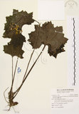 中文名:臺灣山菊(S109709)學名:Farfugium japonicum (L.) Kitam. var. formosanum (Hayata) Kitamura(S109709)