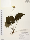 中文名:臺灣山菊(S116501)學名:Farfugium japonicum (L.) Kitam. var. formosanum (Hayata) Kitamura(S116501)