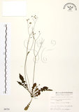 中文名:臺灣蒲公英(S004750)學名:Taraxacum formosanum Kitam.(S004750)英文名:Formosan dandelion