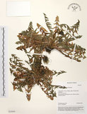 中文名:臺灣蒲公英(S035094)學名:Taraxacum formosanum Kitam.(S035094)英文名:Formosan dandelion