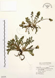 中文名:臺灣蒲公英(S035238)學名:Taraxacum formosanum Kitam.(S035238)英文名:Formosan dandelion