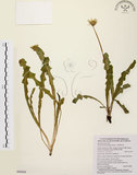 中文名:臺灣蒲公英(S088686)學名:Taraxacum formosanum Kitam.(S088686)英文名:Formosan dandelion