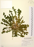 中文名:臺灣蒲公英(S097408)學名:Taraxacum formosanum Kitam.(S097408)英文名:Formosan dandelion