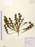 中文名:臺灣蒲公英(S110416)學名:Taraxacum formosanum Kitam.(S110416)英文名:Formosan dandelion