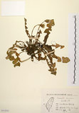 中文名:臺灣蒲公英(S113215)學名:Taraxacum formosanum Kitam.(S113215)英文名:Formosan dandelion
