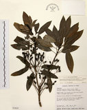 中文名:奧氏虎皮楠(S034042)學名:Daphniphyllum glaucescens Bl. subsp. oldhamii (Hemsl.) Huang var. oldhamii (Hemsl.) Huang(S034042)
