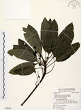 中文名:奧氏虎皮楠(S080526)學名:Daphniphyllum glaucescens Bl. subsp. oldhamii (Hemsl.) Huang var. oldhamii (Hemsl.) Huang(S080526)