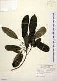 中文名:奧氏虎皮楠(S090819)學名:Daphniphyllum glaucescens Bl. subsp. oldhamii (Hemsl.) Huang var. oldhamii (Hemsl.) Huang(S090819)