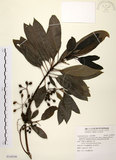 中文名:奧氏虎皮楠(S109249)學名:Daphniphyllum glaucescens Bl. subsp. oldhamii (Hemsl.) Huang var. oldhamii (Hemsl.) Huang(S109249)