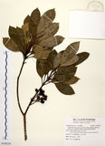 中文名:奧氏虎皮楠(S109250)學名:Daphniphyllum glaucescens Bl. subsp. oldhamii (Hemsl.) Huang var. oldhamii (Hemsl.) Huang(S109250)