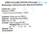 中文名:山紅柿(S018489)學名:Diospyros morrisiana Hance(S018489)英文名:Morris Persimmon