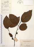 中文名:山紅柿(S023897)學名:Diospyros morrisiana Hance(S023897)英文名:Morris Persimmon