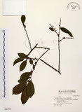 中文名:山紅柿(S036739)學名:Diospyros morrisiana Hance(S036739)英文名:Morris Persimmon