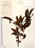 中文名:山紅柿(S037925)學名:Diospyros morrisiana Hance(S037925)英文名:Morris Persimmon